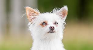 Image result for white yorkshire terrier