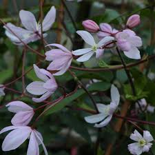 Check spelling or type a new query. Clematis Armandii Apple Blossom Friedrich M Westphal Clematiskulturen