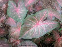 Caladium Berries N Burgundy From Classic Caladiums Looking For New Garden Ideas Plant The Small Garden Landscape Backyard Garden Diy Small Backyard Gardens