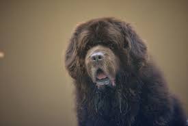 Please understand that our phone lines must be clear for urgent medical care needs. Top 15 Questions Newfoundland Dog Owners Get Asked My Brown Newfies