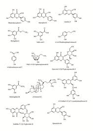 Image result for Elephantorrhiza suffruticosa