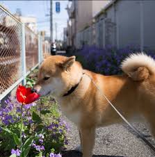 private jets hire shiba inu dog shiba inu dogs