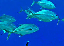 Image result for Tricalysia niamniamensis