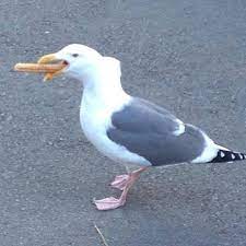 We did not find results for: Spicy Seagull Memes Home Facebook