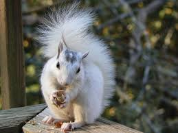 Black And White Squirrel Like Animal It May Sound Like The Start Of A Science Fiction Novel But White Squirrels Are No Myth Just Ask The Folks In Brevard In 2020 Squirrel Cute Animals Animals Beautiful