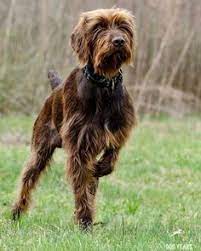 98 Pudelpointer Ideas In 2021 Hunting Dogs Dogs Bird Dogs