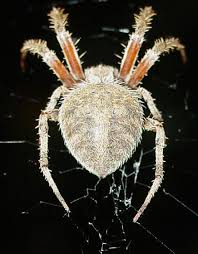 Image result for Neoschumannia