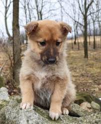 Collie mix puppies for sale in pa. Sold German Shepherd Collie Mix Puppies Happy Valentines Day Happyvalentinesday2016i