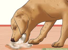 how to diagnose vomiting in dogs 9 steps with pictures