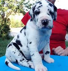 Great dane puppies ready to go to loving homes. Great Dane Puppies For Adoption The Y Guide