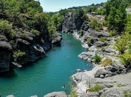 Image result for Grevea