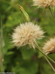 Image result for Pseudopodospermum hispanicum