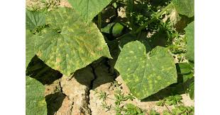 Image result for mildew on cucumbers