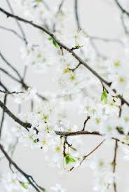 Black And White Cherry Blossoms Wallpaper Selective Focus Photography Of White Cherry Blossoms Cherry Blossom Wallpaper Photography Wallpaper Plant Wallpaper