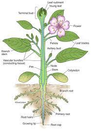 Botany Carlson Stock Art Plant Structure Biology Plants Plants