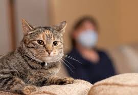 Well if your not at first and then you experience these symptoms:itchy nose, stuffed nose, eyes watering, sneezing a lot, and explosive diarrhea when your near your cat then ya, you do.p.s. Can Pets Get Coronavirus Health Essentials From Cleveland Clinic