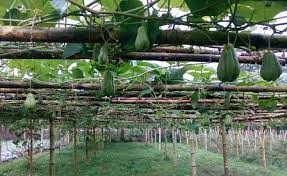 Pemangkasan yang paling penting akan menjadi salah satu yang akan anda lakukan di akhir musim dingin saat tanaman menebarkan daunnya, itu adalah jenis yang berbuah. Wajib Tahu Cara Menanam Labu Siam Agar Berbuah Lebat Star Farm International