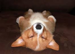 The pembroke tends to be the more popular corgi breed. Dreams Corgi Puppy Sleep Buzzsharer Com