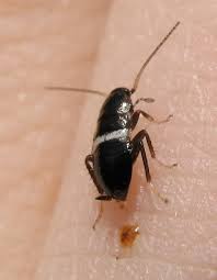 Ectobius Vinzi Insecte Noir Et Blanc Blatte No7359 Le Monde Des Insectes