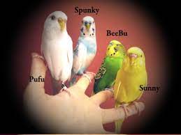 Check spelling or type a new query. How To Finger Train A Parakeet In Less Than 2 Days Pethelpful