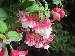 Annuals offer gorgeous, prolific blooms that will add a pop of color in your garden where you least expect it. Annual Flowers For Shade Gardens Hgtv