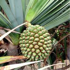 Image result for Pandanus