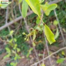Image result for Cordia sinensis