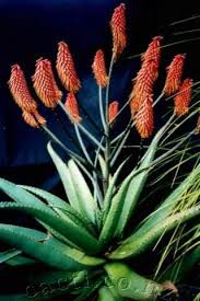Image result for Aloe excelsa