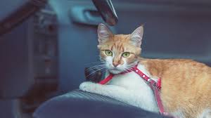 See full list on wikihow.com Traveling With Your Cat We Ve Got Some Tips Animal Humane Society