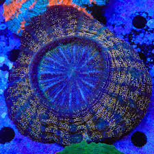 Image result for Acanthopale confertiflora