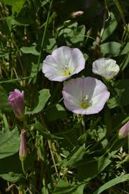 Image result for Convolvulus arvensis