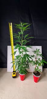 There's one for liquor (1 oz), one for wine (5 oz) have you ever thought about what those lines mean on a solo cup? Solo Cup Challenge The Grow I Love Growing Marijuana Forum By Robert Bergman