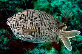 Image result for Lettowianthus stellatus