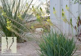 Image result for Bulbine favosa