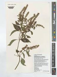 Image result for Syncolostemon bracteosus