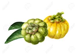 Image result for Garcinia acutifolia