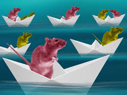 If you are still unsure with some definitions, don't hesitate to search them. How Alberta Completely Eradicated Rats From The Province By Declaring War On Rodent Hordes National Post