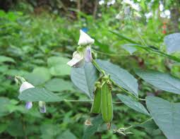 Image result for Crotalaria verrucosa