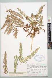 Image result for Pteris dentata