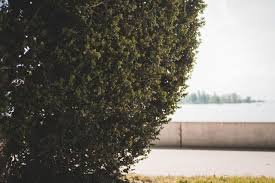 Being There Front Yard Landscaping Shrubs For Landscaping Landscape Timbers