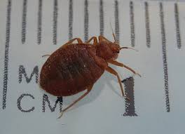 Gone in one visit 100% guarantee environmentally friendly & safe heat. Bed Bug Exterminator Pro Opening Hours 1435 Bloor St W Toronto On