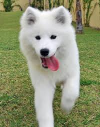 Zoey The Samoyed Knows Tricks In Spanish And English He Looks So Soft And Cuddly Samoyed Puppy Samoyed Samoyed Dogs