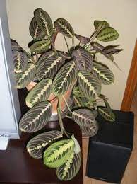 Sobno Cvece Cvecarstvo Part 4 Plants Prayer Plant House Plants