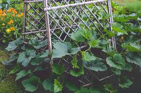 We did not find results for: Plant Winter Squash In The Spring Seattle Urban Farm Company