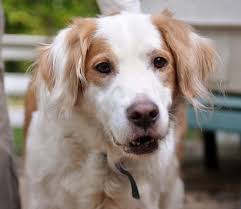 This behavior is to rid them of that excess. Golden Retriever Brittany Spaniel Mix Cuddly Animals Mixed Breed Dogs Brittany Spaniel