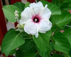 Image result for Ipomoea albivenia