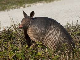 A North American Armadillo, B Unbent And Bent Shell Structure, C... |  Download Scientific Diagram