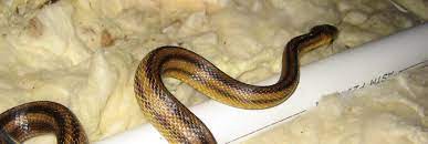The Yellow Rat Snake Appearance Biology Life Cycle Habitat Diet Behavior