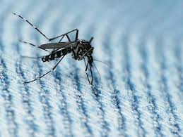 Dokter hewan dapat melakukan tes untuk menentukan sumber demam dan mengambil langkah untuk mengatasi masalah yang mendasarinya. Hal Hal Yang Harus Anda Ketahui Mengenai Virus Zika Seruni Id