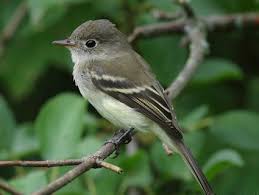 Small Birds Native To Missouri Pin By Peggy Dolinger On Birds I Ve Seen Flycatcher Backyard Birds Birds